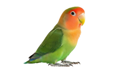 Isolated Peachfaced Lovebird perching, with vivid colors, detailed features, on display