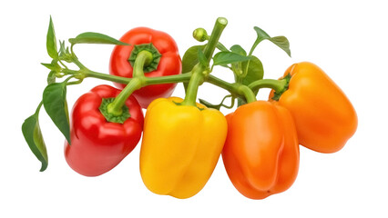 Isolated bunch of vibrant mixed bell peppers attached to a green stem with leaves