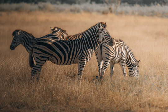 View of Zebras grazing in a golden field, their black and white stripes contrasting against the warm hues of the African savanna, Maun, North-West District, Botswana.