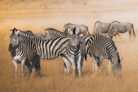 View of zebras with black and white stripes graze in a dry grassy field under a golden sky, while wildebeests stand in the background, Maun, North-West District, Botswana.