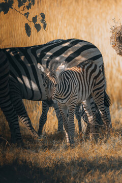 View of zebras grazing peacefully in the golden grasses, their striking black and white stripes contrasting against the warm earthy tones, Maun, North-West District, Botswana.