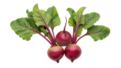 Isolated image of three fresh beetroot vegetables with green leaves, ready to prepare meals