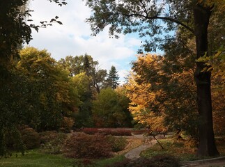 colorful leaves of various trees at autumn