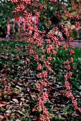 red fruits of Elaegnus umbrellata fruits bush close up