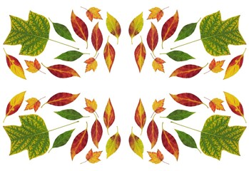 arrangement of autumnal various colorful leaves as pattern