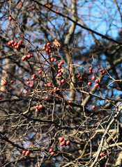 red fruits of Crataegus Crus-Galli decorative tree -Rosaceae Family