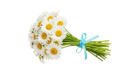 Isolated Bouquet of Daisies with Blue Ribbon for Gift or Celebration in Floral Design
