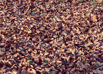 autumnal colorful,pretty landscape