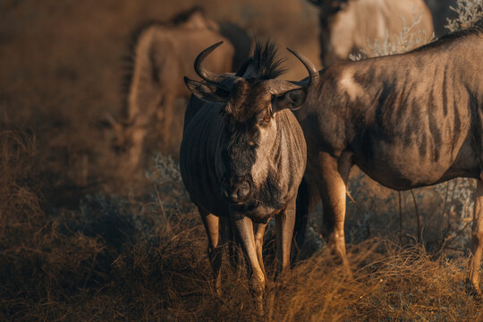 View of a wildebeest herd grazing under the warm glow of the setting sun, their dark horns contrasting with the golden grass, Maun, North-West District, Botswana.
