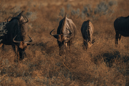 View of a group of wildebeest grazing in the golden, sun-kissed savanna grass, their dark horns contrasting against the dry landscape, Maun, North-West District, Botswana.