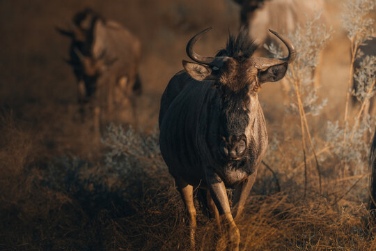 View of a wildebeest strides confidently through the golden savanna, its dark coat contrasting against the light, dry grasses, Maun, North-West District, Botswana.