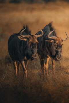 View of two wildebeest stand together, their dark coats contrasting against the golden hues of the surrounding savanna, creating a striking scene, Maun, North-West District, Botswana.