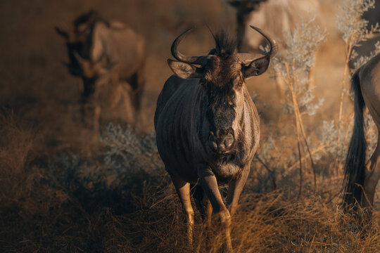 View of a wildebeest strides through the golden savanna grass under a warm sunset, its powerful form contrasting with the soft, blurred background, Maun, North-West District, Botswana.