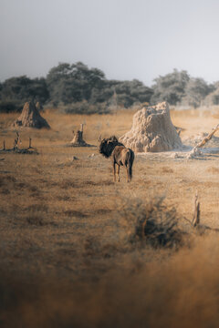 View of a lone wildebeest standing in golden grasslands, surrounded by termite mounds under a hazy sky, creating a surreal landscape, Maun, North-West District, Botswana.