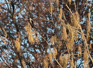 clusters small seeds of Verrnicoflua Stokes and  crow  bird 