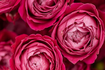 Close up of roses in bouquet.
