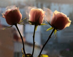 posy of three pink roses close up