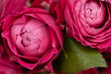 Close up of roses in bouquet.