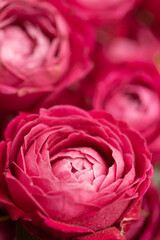 Close up of roses in bouquet.