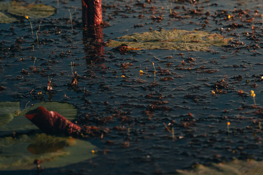 View of murky waters reflecting the fading light, lily pads scattered like emeralds, and reeds reaching for the sky, creating a tranquil scene, Maun, North-West District, Botswana.