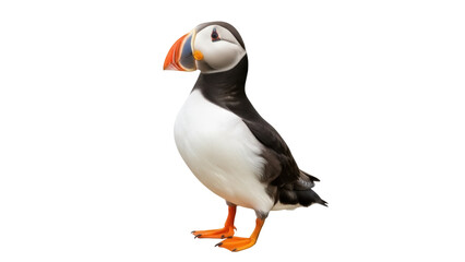 Isolated Atlantic puffin bird, standing upright and looking to the left on bright day