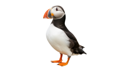 Isolated Atlantic puffin bird, standing upright and looking to the left on bright day