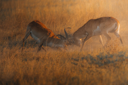 View of two reddish-brown antelopes clashing horns amidst the golden grasses under a hazy sun, their powerful forms kicking up dust in a display of dominance, Maun, North-West District, Botswana.