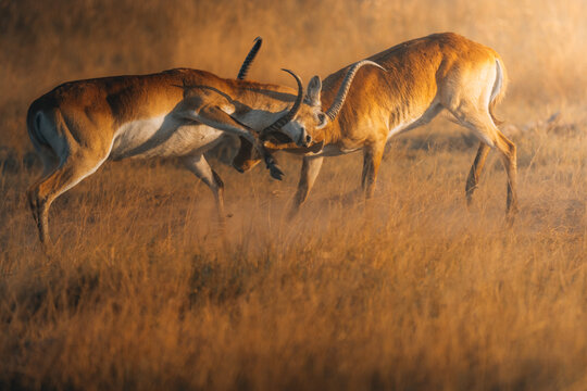 View of two Lechwe antelopes clashing horns in a golden dance of dominance amidst the sun-kissed savanna, a battle of wills in the wild, Maun, North-West District, Botswana.