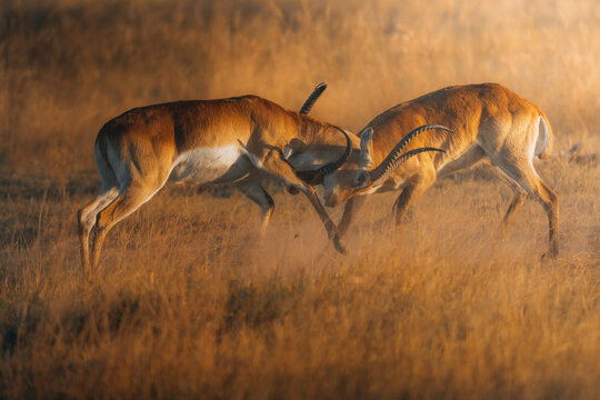 View of two male Lechwe antelopes clashing horns amidst the golden savanna grasses, a display of raw power and territorial dominance, Maun, North-West District, Botswana.