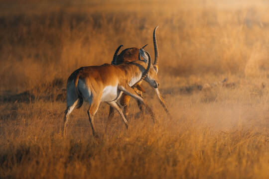 View of two Lechwe antelopes clashing horns amidst a sea of golden grass under the warm glow of the sun, creating a spectacle of nature's raw power, Maun, North-West District, Botswana.
