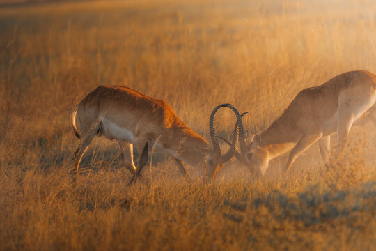 View of a pair of Lechwe antelopes clashing horns amidst the golden savanna grasses under the warm African sun, Maun, North-West District, Botswana.