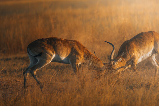 View of two Lechwes locking horns amidst the golden, sun-drenched savanna grasses, a display of raw power and territoriality, Maun, North-West District, Botswana.