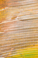 banana leaf background 