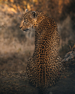View of a poised leopard, with its patterned fur contrasting against the soft, blurred backdrop, gazing serenely to the left, Hazyview, Mpumalanga, South Africa.