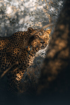 View of a leopard with spotted coat, partly concealed by a tree trunk, its gaze fixed upwards amidst the shadowy undergrowth, Hazyview, Mpumalanga, South Africa.