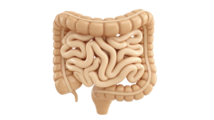 Isolated Human Intestines, Medical 3D Rendering of Internal Organs for Healthcare Illustration