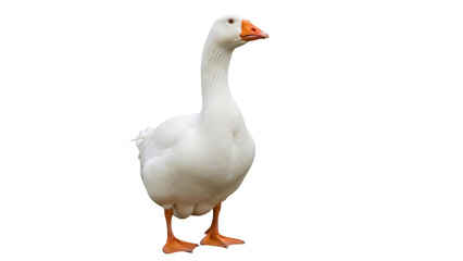 Obraz premium Isolated Domestic goose standing, close up profile in plain studio shot, farm animal