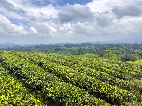 View of vibrant green tea plants stretch across rolling hills under a partly cloudy sky, promising a fresh harvest, Phu Tho, Ph&uacute; Thọ, Vietnam.