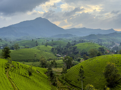 View of rolling green hills patterned with tea plantations under a cloudy sky, a mountain looms in the distance, Phu Tho, Ph&uacute; Thọ, Vietnam.