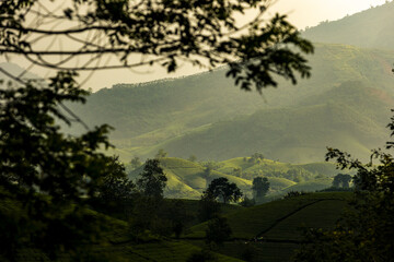 View of rolling hills and lush green tea plantations framed by leafy branches, bathed in a soft, hazy light, Phu Tho, Phú Thọ, Vietnam.