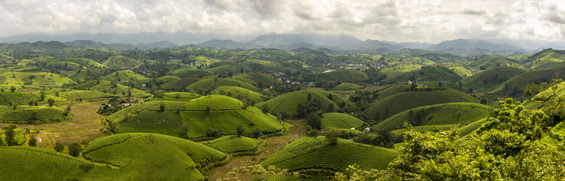 View of rolling green hills blanketed in tea plantations under a cloudy sky, creating a textured landscape that stretches to distant mountains, Phu Tho, Ph&uacute; Thọ, Vietnam.