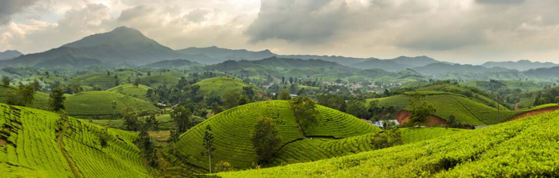View of verdant tea hills cascading under a cloudy sky, with distant mountains adding depth to the landscape, Phu Tho, Ph&uacute; Thọ, Vietnam.