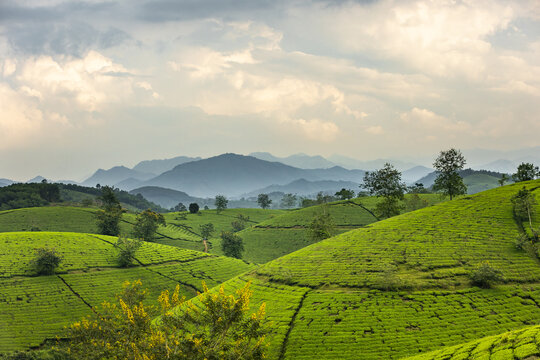 View of verdant hillsides are terraced with tea plantations under a vast sky, a serene landscape of rolling greens and distant mountains, Phu Tho, Ph&uacute; Thọ, Vietnam.