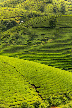 View of lush tea plantations cascade down rolling hills under a soft light, creating a serene, emerald landscape, Phu Tho, Ph&uacute; Thọ, Vietnam.