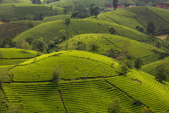 View of verdant tea plantations cascade across rolling hills under a soft sky, creating a serene landscape, Phu Tho, Ph&uacute; Thọ, Vietnam.