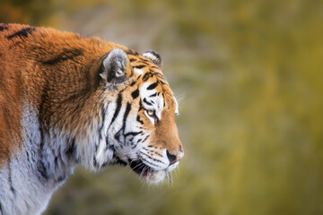 Side profile of a Siberian tiger, Panthera tigris altaica, in afternoon sunlight. Foliage background with space for text. An endangered species in the wild.