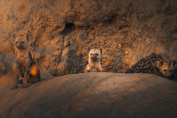 View of three hyena cubs near their den in the golden light of dusk, their spotted fur blending with the earthy tones of the landscape, Hazyview, Mpumalanga, South Africa.