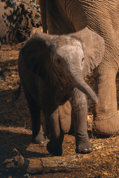 View of a baby elephant walking on the ground with its mother, bathed in warm light, creating a scene of natural beauty, Hazyview, Mpumalanga, South Africa.