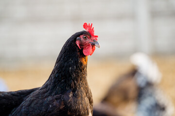 Free range black hen on organic farm, egg production
