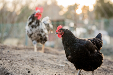 Free range black hen on organic farm, egg production

